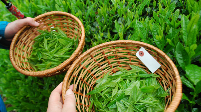 How To Make Matcha Green Tea Powder - Matcha Leaves